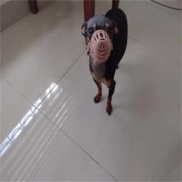 7 tamanhos cão de estimação anti latido focinho para pequeno médio grande cães ajustável máscara boca anti-mordendo treinamento brinquedos para animais de estimação acessórios - Image 5