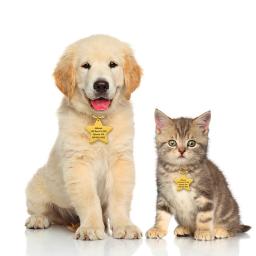 Pingente de estrela personalizado animal de estimação esculpido nome do gato etiquetas de identificação de aço inoxidável suprimentos para animais de estimação colar colocar acessórios perdidos - Image 1