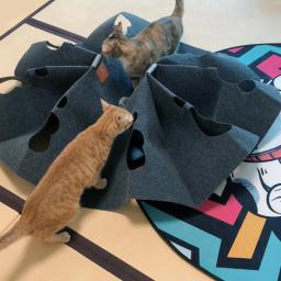 Tapete do jogo para gatos interativos que riscam o tapete da cama que consome energia para o gato interno - Image 2