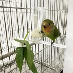 Aves suporte para alimentos para animais de estimação papagaio alimentação frutas vegtable clipe cuttlefish osso alimentador dispositivo pino braçadeira gaiola pássaro acessórios - Image 5