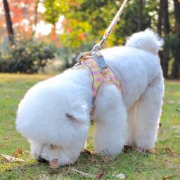 Peiteira para coleira de cães e gatos, conjunto ajustável com coleira de chumbo para gatinhos e cachorros pequenos chihuahua - Image 6