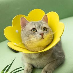 Coleira eletrônica de recuperação de gato, colar feminino para cura contra feridas e cicatrização - Image 1