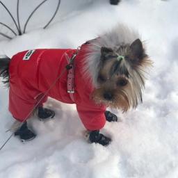 Casaco de inverno impermeável para animais de estimação, roupas para cães, casaco quente, macacão cachorrinho, traje de cachorro pequeno, chihuahua - Image 3