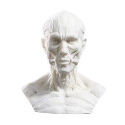 Anatomia Realista do Modelo Humano, Músculo da Cabeça do Crânio, Decoração do Desenho Ósseo, 10cm - Image 5