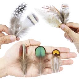 50 unidades/pacote penas de faisão pecock naturais para artesanato diy jóias fazendo acessórios pequenas plumas de frango decoração atacado - Image 4