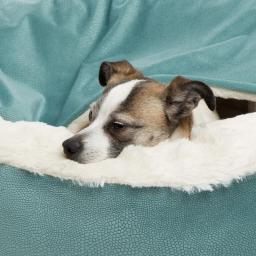 Benepaw-Cama Ortopédica para Cachorro com Cobertor Encapuzado, Impermeável, Resistente à Sujeira, Gato, Casa de Cachorros, Lavável à Máquina, Quente, Inverno - Image 4