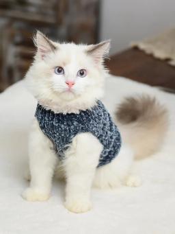 Roupas de gatos quentes artesanais de inverno, suéter de malha macia para gatos, roupa com capuz sphynx, pulôver para gatinhos, roupas para gatos - Image 6