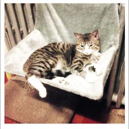 Cama para gatos, acessório para animais de estimação, divertidos, confortáveis, acolchoados, para pendurar, janela, peitoral removível - Image 5