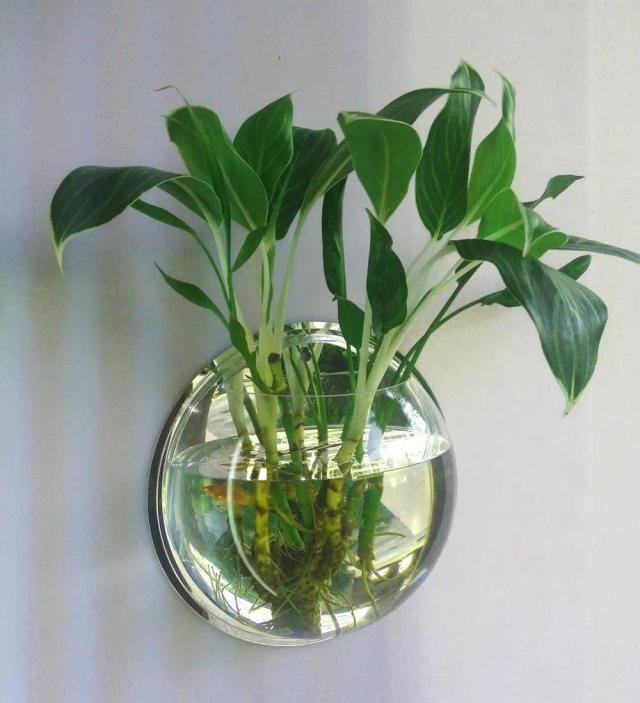 Aquário Acrílico Suspenso: Decoração Versátil para Peixes e Plantas em Casa