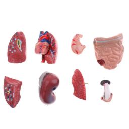 Órgãos Internos para Ensinar Aids, Modelo do Corpo do Tronco Humano, Anatomical Anatomical Medical - Image 6