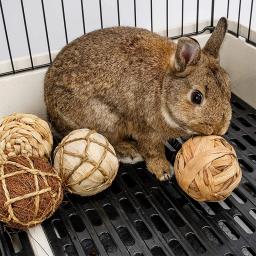 Rolling Chew Play Balls para Pequenos Animais, Brinquedos para Coelhos, cobaias, Chinchilla, Coelho, Acessórios de Entretenimento - Image 4