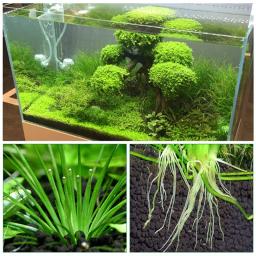 Cascalho da planta da água para o aquário, solo do cascalho para o aquário, fertilidade, solo, musgo, grama, gramado, 200g - Image 6