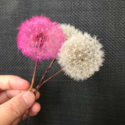 Cabeças De Flor De Dandelion Secas Naturais, Flores Preservadas com Fragrância, Material De Flor Imortal, 5PCs, 3-4cm - Image 2