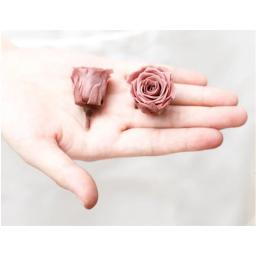 21/pçs 2-3cm de diâmetro mini rosas preservadas flores atacado vida eterna flores imortais material presente diy para esposa decoração de casa - Image 5