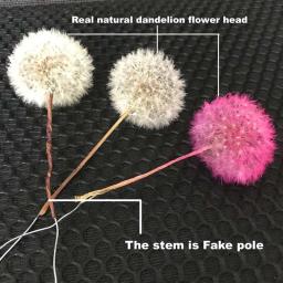 Cabeças De Flor De Dandelion Secas Naturais, Flores Preservadas com Fragrância, Material De Flor Imortal, 5PCs, 3-4cm - Image 6