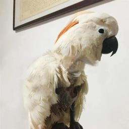 Colar pássaro papagaio mordida anti pescoço suprimentos neckband recuperação colar pet cone arrancando coleiras capa aves picking elizabethan - Image 4