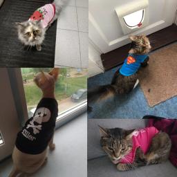 Roupas para gato de estimação, camisetas esportivas para gato, fantasia, roupas finas para cães pequenos, chihuahua, roupa filhotes legal para gatinho 40 - Image 2