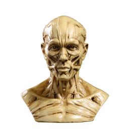 Anatomia Realista do Modelo Humano, Músculo da Cabeça do Crânio, Decoração do Desenho Ósseo, 10cm - Image 3