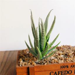 Plantas Suculentas Artificiais, Aloe Zebrina Plant, Arranjo De Flores Falsas, Decoração De Jardim, Paisagem, 7x10cm - Image 6