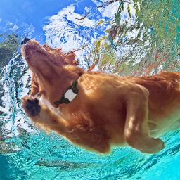 Pet treinamento de controle remoto coleira do cão com vibração choque som recarregável elétrica à prova dwaterproof água colar de treinamento do cão suprimentos - Image 4