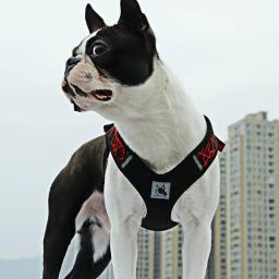 Coleira para cães, suprimentos para animais de estimação, ambiente externo, colete ajustável, para cães pequenos e médios, acessórios para pet - Image 2