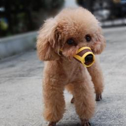 Focinho de nylon para cachorro, focinho de malha de nylon para cães pequeno, médio e grande - Image 3
