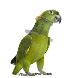 Colar pássaro papagaio mordida anti pescoço suprimentos neckband recuperação colar pet cone arrancando coleiras capa aves picking elizabethan - Image 3