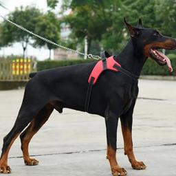 Arnês ajustável com trela para cão pequeno e grande, colete reflexivo, pet fornecimentos, respirável - Image 5