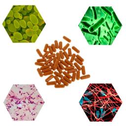 Nitrificação bactérias cápsula aquário tanque de peixes super concentrado cápsulas purificador água qualidade suprimentos para água doce - Image 5
