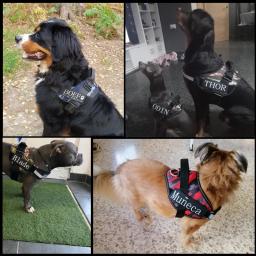 Arnês do cão nenhuma tração reflexiva ajustável personalizado arnês do animal de estimação para o colete do cão etiquetas de identificação personalizadas remendo ao ar livre do cão de passeio supplie - Image 2