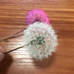 Cabeças De Flor De Dandelion Secas Naturais, Flores Preservadas com Fragrância, Material De Flor Imortal, 5PCs, 3-4cm - Image 1