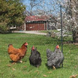 Anti rede de rede de aves pesada cerca de jardim e culturas de proteção esgrima malha anti pássaro cervos gato cão rede de frango rede de pesca - Image 4