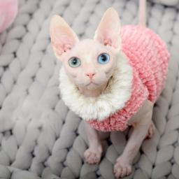 Roupas de gatos quentes artesanais de inverno, suéter de malha macia para gatos, roupa com capuz sphynx, pulôver para gatinhos, roupas para gatos - Image 2