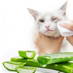 100 Animais de Estimação Cães Gatos Pçs/set Olhos Lenços Umedecidos De Limpeza Toalhas De Papel Wipes Removedor de Mancha Lágrima Suave Não-intivating Grooming Suprimentos - Image 1