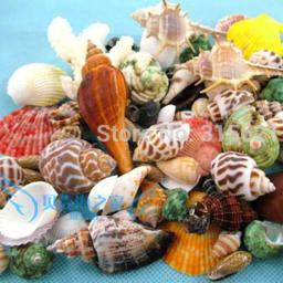 Decoração de paisagem para aquário, 50 peças, enfeites de aquário, tanque de peixes, concha diferente natural, peixe concha & aquático, suprimentos para animais de estimação - Image 3