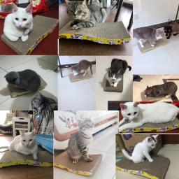 Arranhador para gatos, placa de brinquedo para gato, animais de estimação, papelão ondulado, poste para arranhar, produtos para gato ty0016 - Image 6