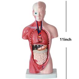 Órgãos Internos para Ensinar Aids, Modelo do Corpo do Tronco Humano, Anatomical Anatomical Medical - Image 5