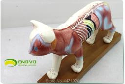 Enovo gato moxibustion modelo veterinário aprender anatomia animal modelo de animal de estimação acupuntura animal - Image 6