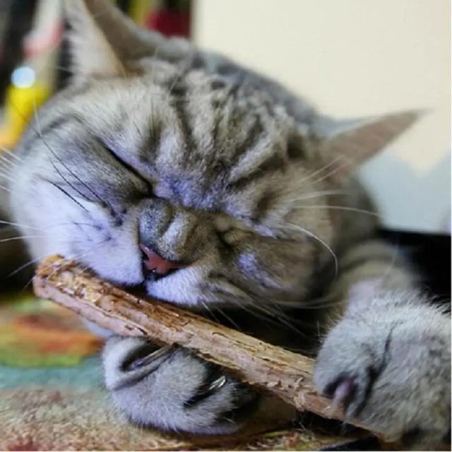 Catnip Natural para Pets: Bastão de Pasta de Dente Matatabi com Frutas para Limpeza Dental e Lanches Deliciosos
