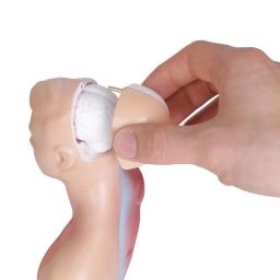 Órgãos Internos para Ensinar Aids, Modelo do Corpo do Tronco Humano, Anatomical Anatomical Medical - Image 4