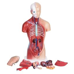 Órgãos Internos para Ensinar Aids, Modelo do Corpo do Tronco Humano, Anatomical Anatomical Medical - Image 2