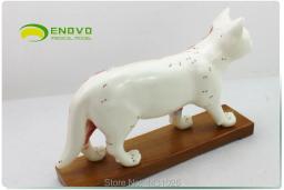 Enovo gato moxibustion modelo veterinário aprender anatomia animal modelo de animal de estimação acupuntura animal - Image 2