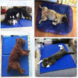 Pet Cooling Mat para cães grandes e gatos, colchão de pelúcia, cama, almofada, verão, manter a calma, XL - Image 4