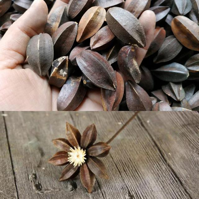Flores Secas Naturais para Decoração e DIY: Guirlanda, Quisqualis e Acessórios Artesanais em Pacote com 5 Peças para Casa e Natal