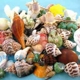 Decoração de paisagem para aquário, 50 peças, enfeites de aquário, tanque de peixes, concha diferente natural, peixe concha & aquático, suprimentos para animais de estimação - Image 1