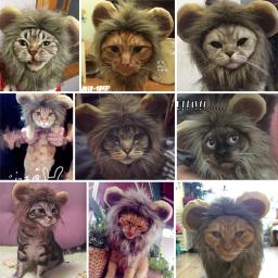 Hoopet-fantasia de gato para animais de estimação, boné engraçado com peruca, chapéu, cosplay, acessório para festa, roupa de cabeça e porta - Image 4