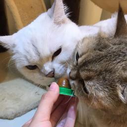 Gato petiscos catnip açúcar doces lambendo nutrição sólida gel bola de energia para gatinho gatos alimentos saudáveis digestão suprimentos para animais de estimação - Image 3