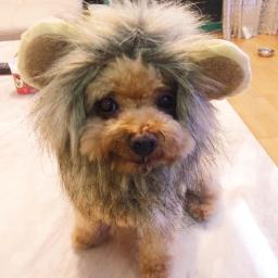 Hoopet-fantasia de gato para animais de estimação, boné engraçado com peruca, chapéu, cosplay, acessório para festa, roupa de cabeça e porta - Image 3