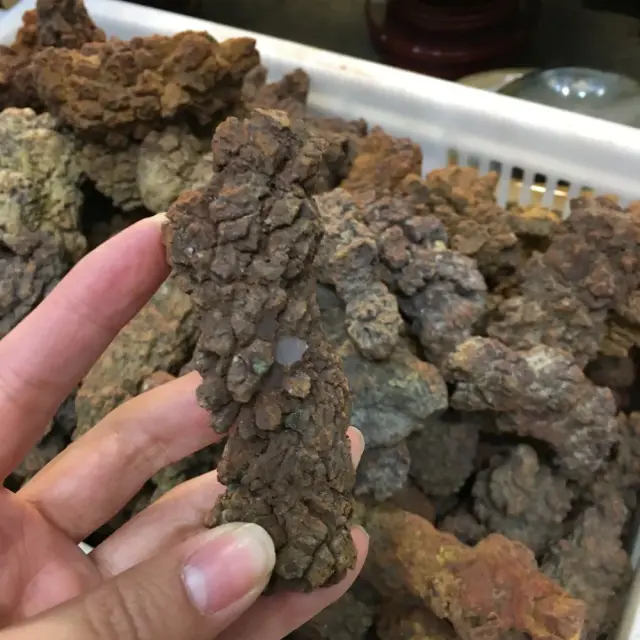 Coprólise Fóssil de Dinossauro do Cretáceo com Peso entre 70 e 90g