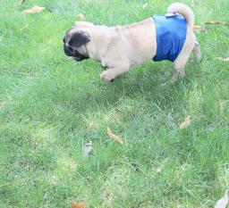 Fralda de pano reutilizável lavável para cães pet, Shorts para cães masculinos, Calça sanitária fisiológica, Envoltório da mão da barriga da fralda - Image 6